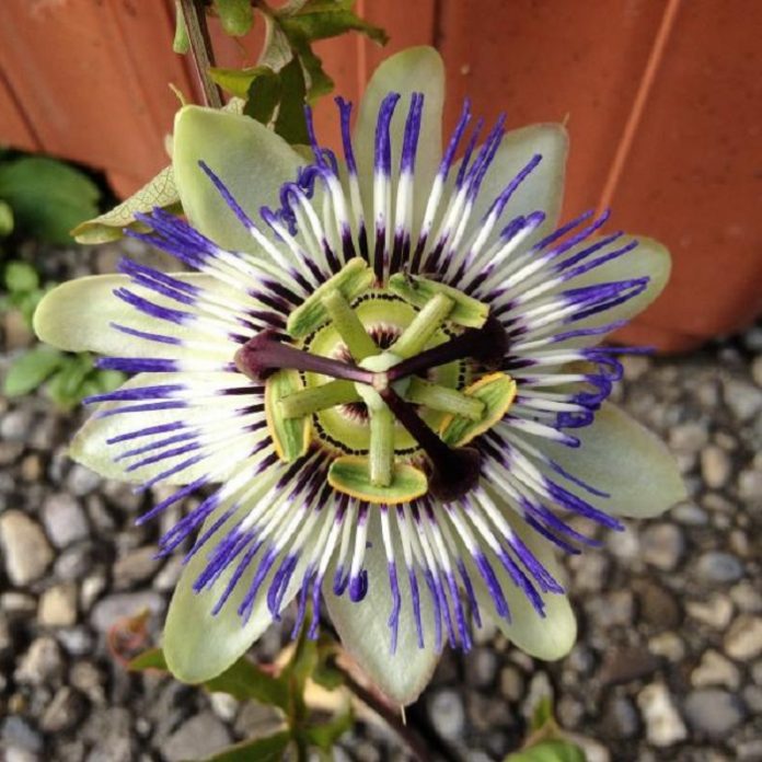 passionflower for anxiety