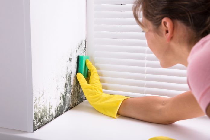 how to get rid of mould on walls permanently