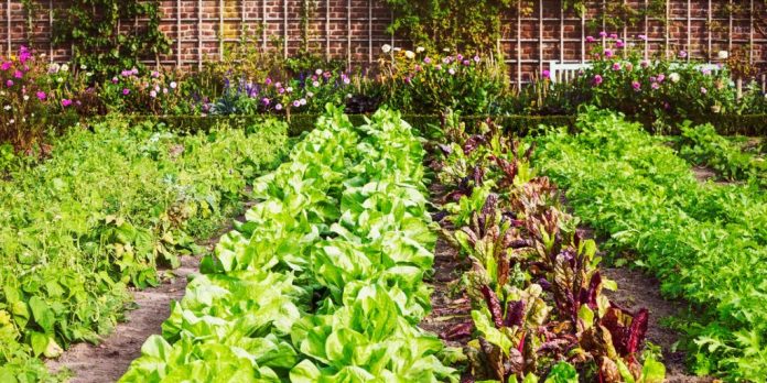What makes the best garden soil for maximum vegetable growth?